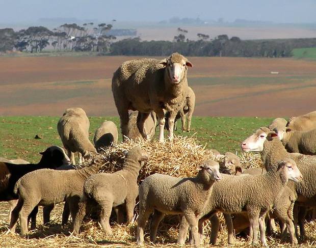 Wool-growing-membership-south-africa