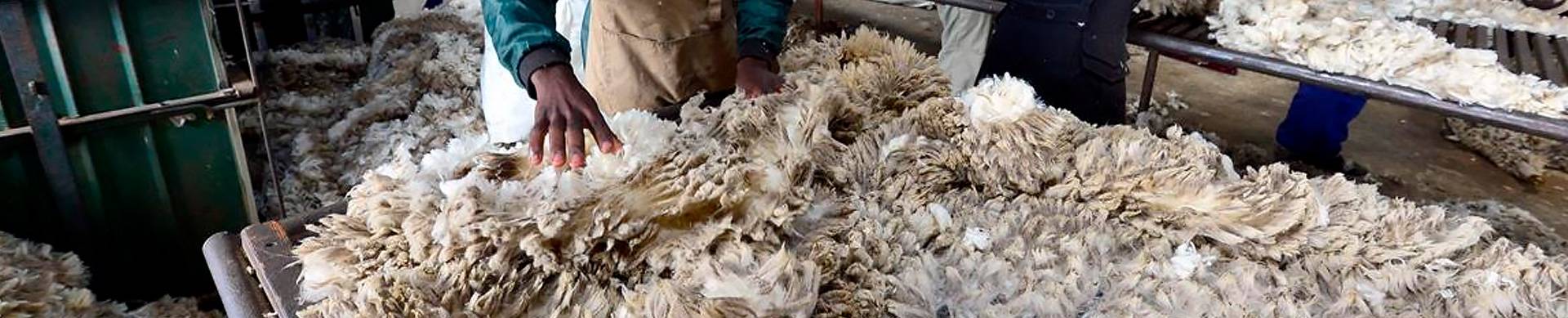 Wool-farmer-information-south-africa