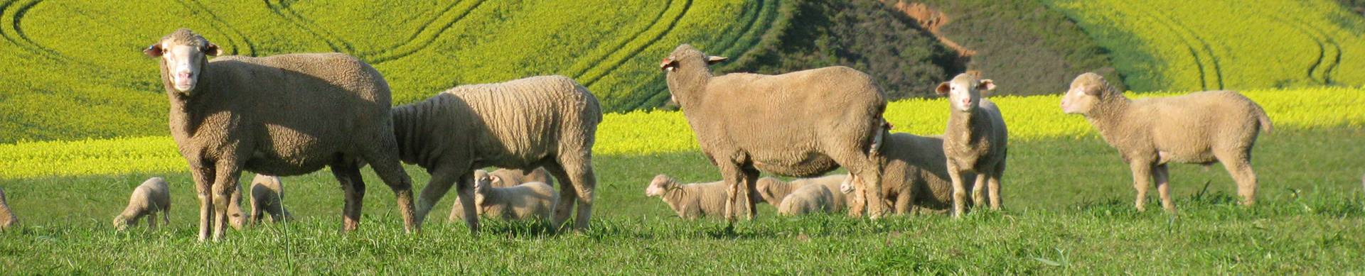 About-the-nwga-wool-growers
