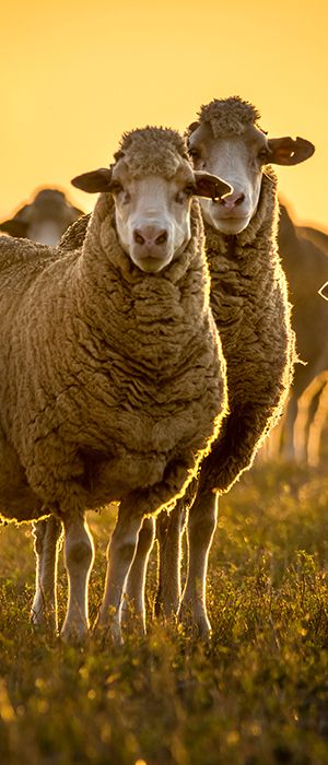 National-wool-growers-in-south-africa