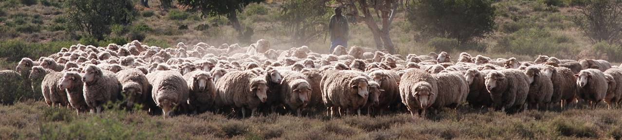 Wool-growing-farmers-south-africa
