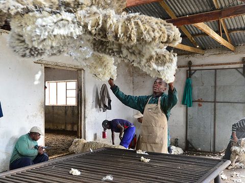 Wool Classing