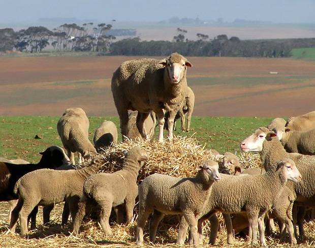 Wool-growing-membership-south-africa Wool-growing-membership-south-africa
