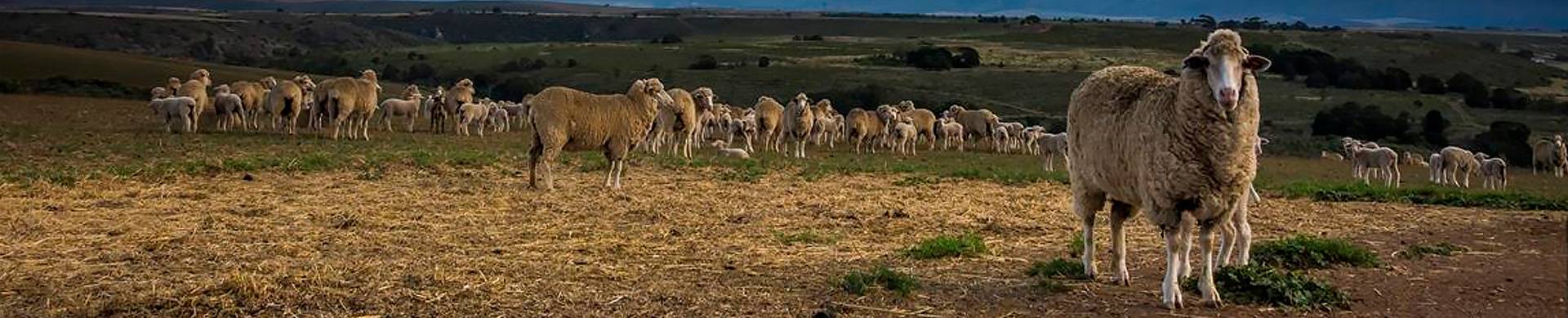 Leadership-wool-growers-association-of-south-africa Leadership-wool-growers-association-of-south-africa