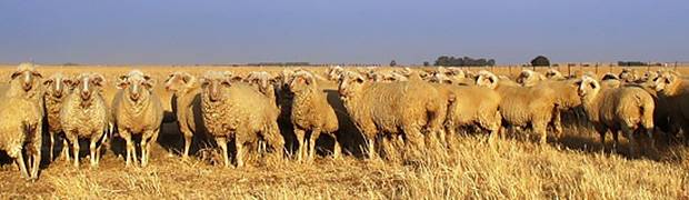 South-africawool-growers-nwga South-africawool-growers-nwga