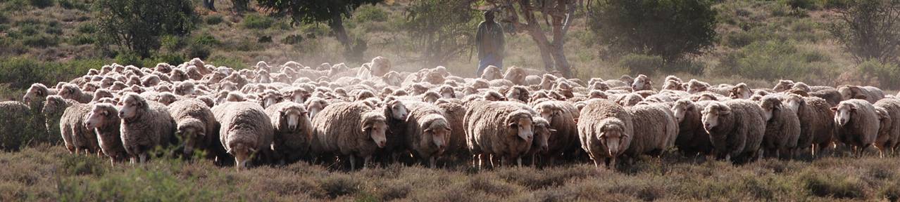 Wool-growing-farmers-south-africa Wool-growing-farmers-south-africa