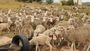 national-wool-growers-association-of-south-africa-sheep-industry